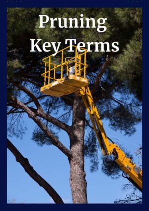 Pruning CEU