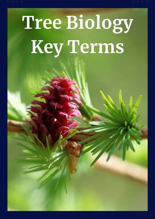 Tree Biology CEU