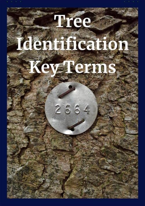 Tree Identification CEU