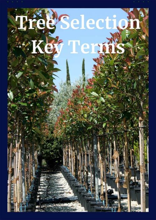 Tree Selection, Installation and Establishment CEU
